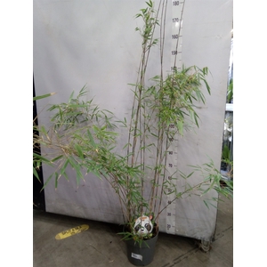 Fargesia rufa