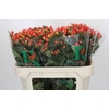 Hypericum Magical Royal Princess