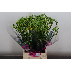 Fr Du Soleil (orient)