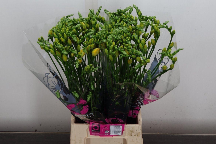 <h4>Fr Du Soleil (orient)</h4>