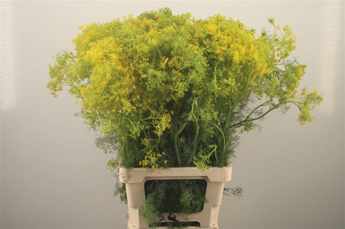 <h4>Anethum Graveolens</h4>
