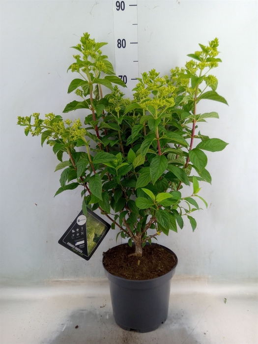 <h4>Hydrangea pan. 'Magical Candle'</h4>