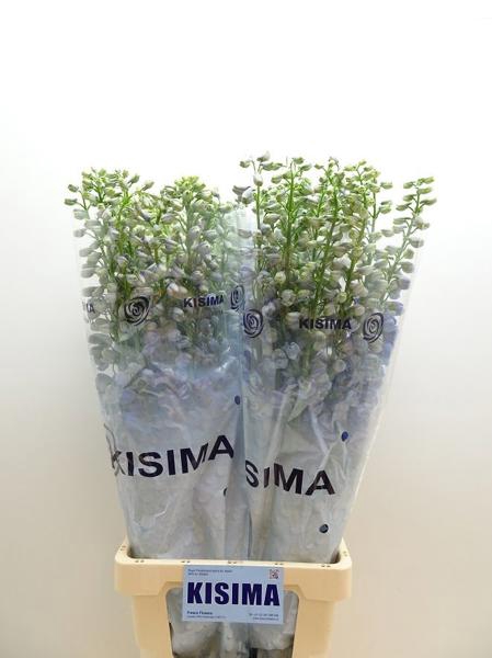 <h4>Delph Guardian Lavender Kisima</h4>