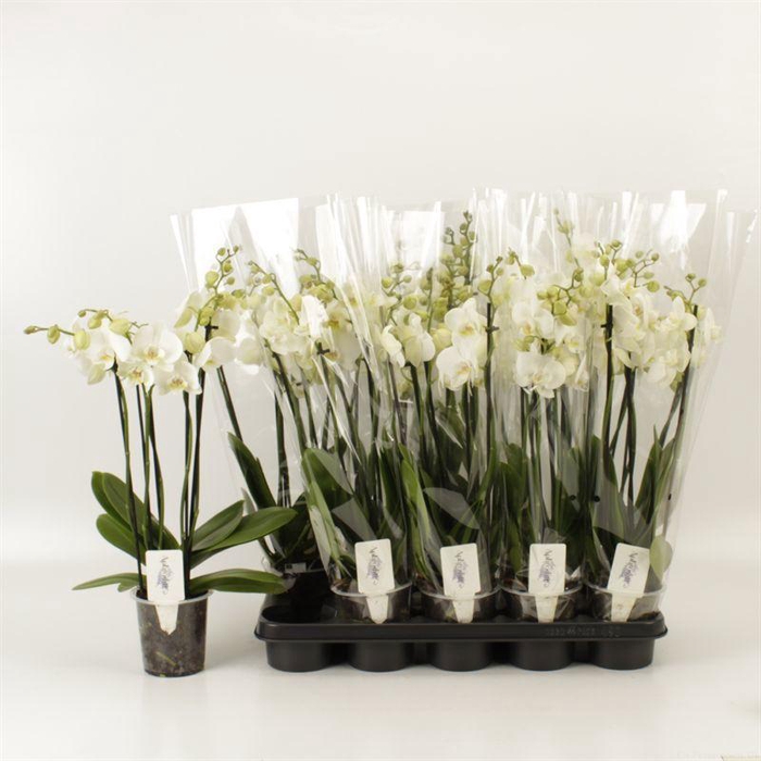 <h4>PHAL OV WIT</h4>