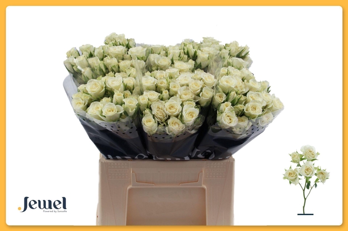 <h4>Rosa TR 'Snowflake'</h4>