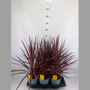 Cordyline austr. 'Red Star'