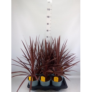 Cordyline austr. 'Red Star'