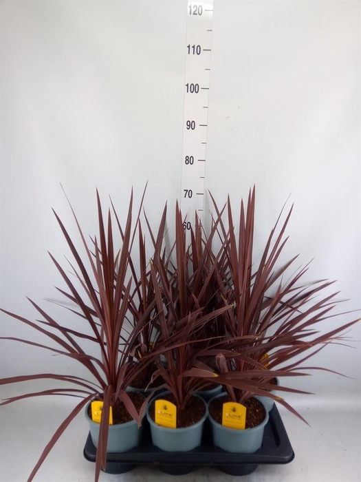 <h4>Cordyline austr. 'Red Star'</h4>