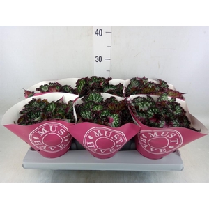 Begonia BD 'MagicColours Lambada'