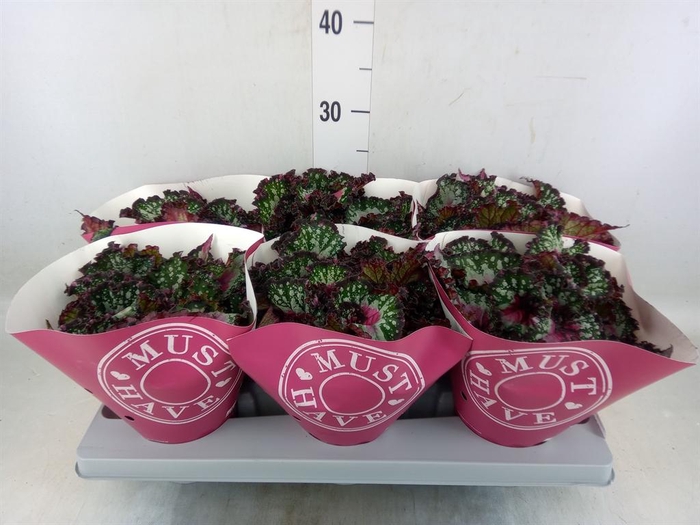 <h4>Begonia BD 'MagicColours Lambada'</h4>