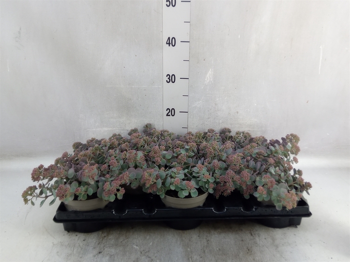 Sedum   ...