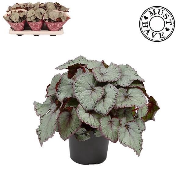 <h4>Begonia feuille (Rex Grp) Hawaiian Silver</h4>