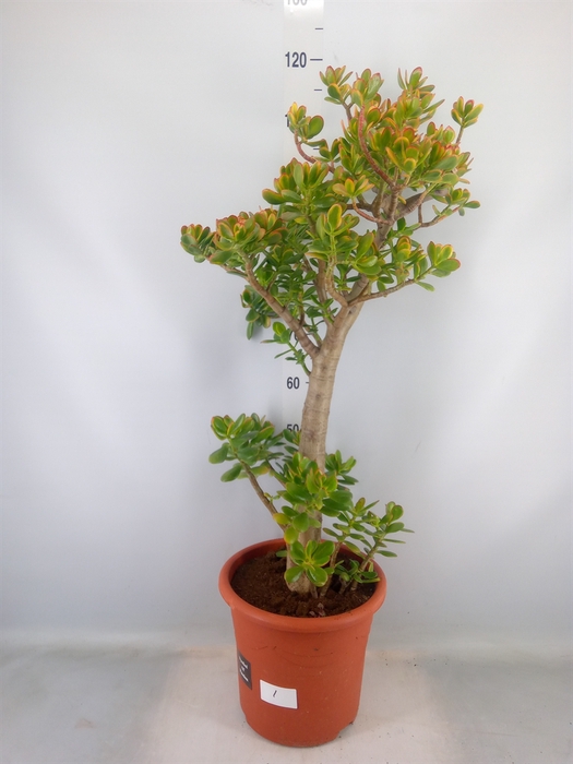 <h4>Crassula ovata 'Sunset'</h4>