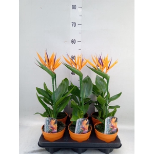 Arr.  Strelitzia L%