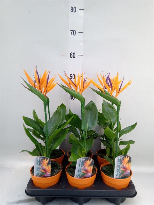 <h4>Arr. Strelitzia L%</h4>