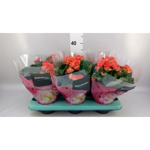 Begonia elat. DU 'Reina'