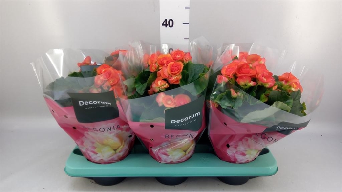 <h4>Begonia elat. DU 'Reina'</h4>