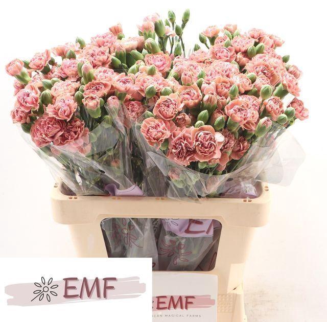 <h4>DI TR MISS ROSE</h4>