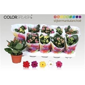 Kalanchoe gevuld gemengd 7klr.