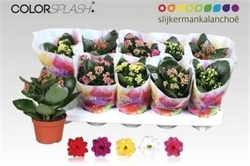 <h4>Kalanchoe gevuld gemengd 7klr.</h4>