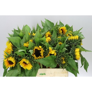 Helianthus A Sun Orange