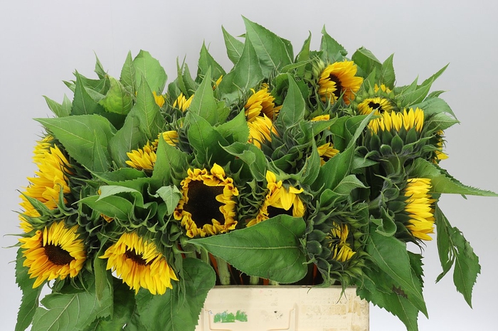 <h4>Helianthus A Sun Orange</h4>