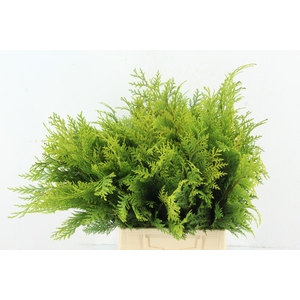CONIFEER YELLOW PER BUNCH