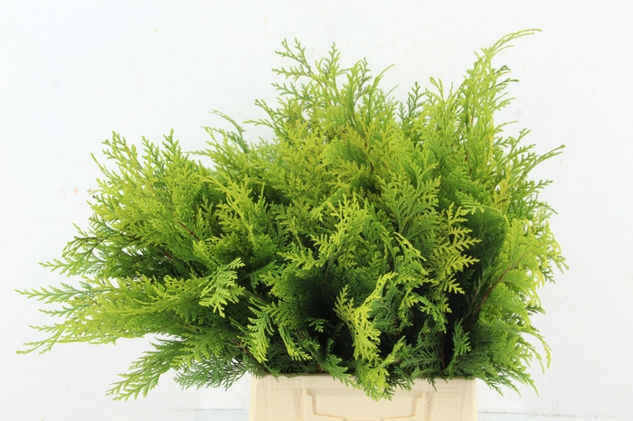 <h4>CONIFEER YELLOW PER BUNCH</h4>