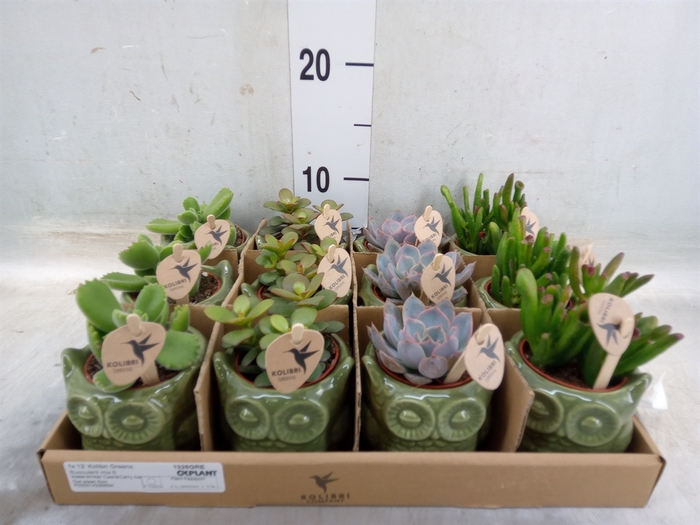 <h4>Succulents   ...mix 3</h4>