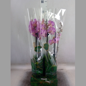 Phalaenopsis   ...