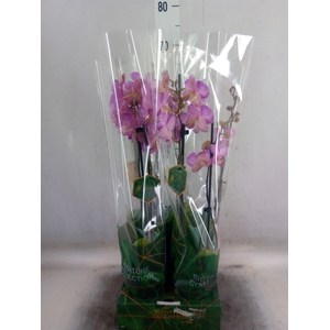 Phalaenopsis   ...