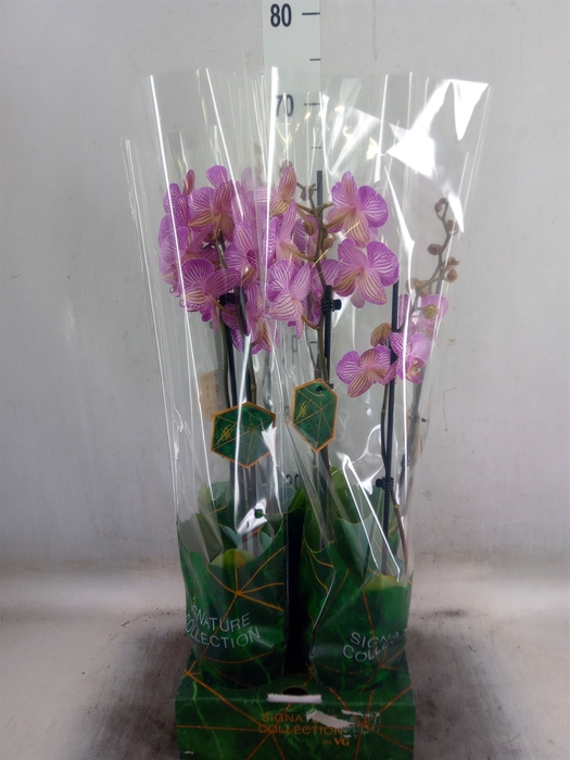 <h4>Phalaenopsis   ...</h4>