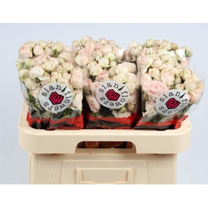 R TR LADY OF TH DAWN