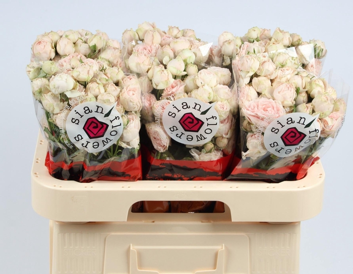 <h4>R TR LADY OF TH DAWN</h4>