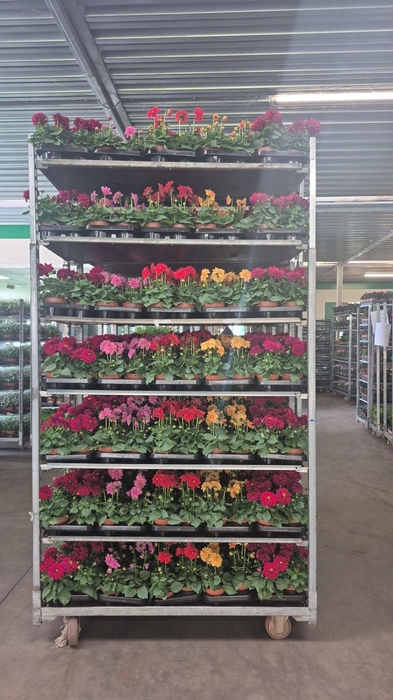 <h4>DAHLIA ROYAL GEM</h4>