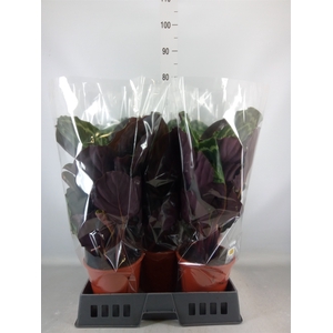 Calathea  'Medallion'
