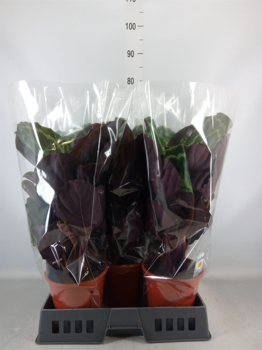 <h4>Calathea  'Medallion'</h4>