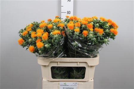 <h4>Carth T Zanzibar</h4>