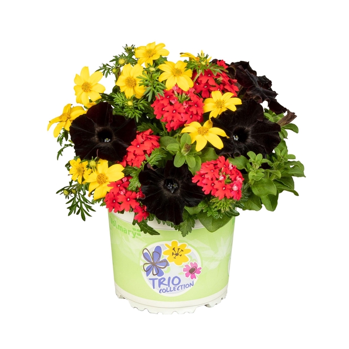 <h4>Checkies German Party Black-Red-Gold</h4>