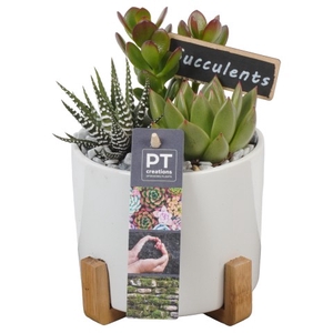 PTSU8463 Arrangementen succulenten