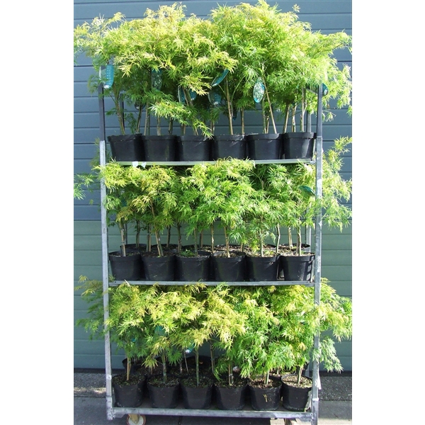 <h4>Acer palmatum 'Dissectum' P23 Full CC</h4>