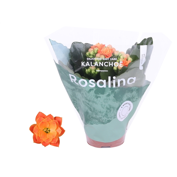 <h4>Kalanchoe Rosalina 06cm Don Pedro oranje</h4>