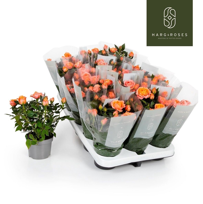 <h4>ROSA KORDANA ALOHA</h4>