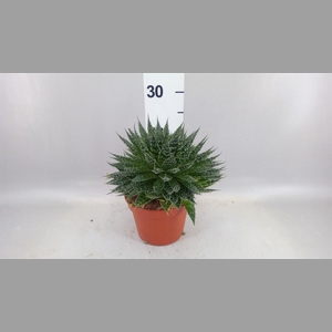 Aloe aristata