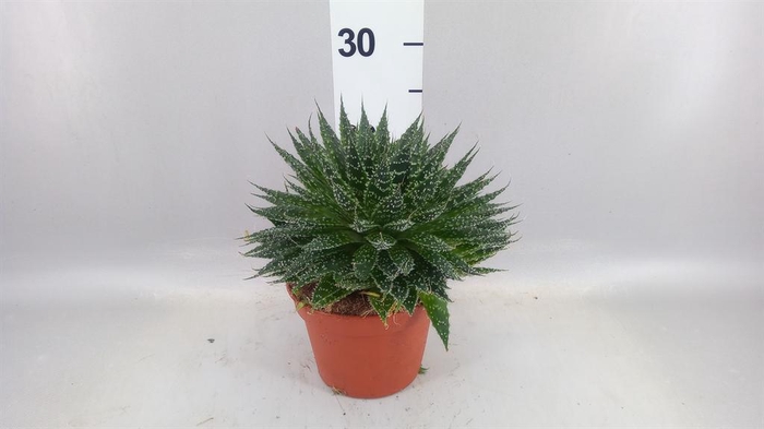 <h4>Aloe aristata</h4>
