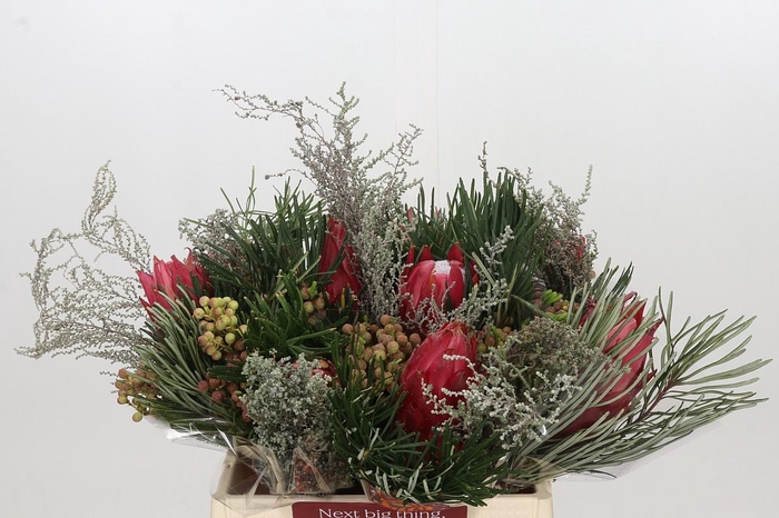 <h4>BQ Protea Cynaroides SFB</h4>