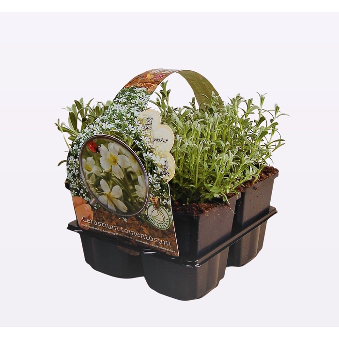 <h4>Cerastium tomentosum 4-Pack</h4>