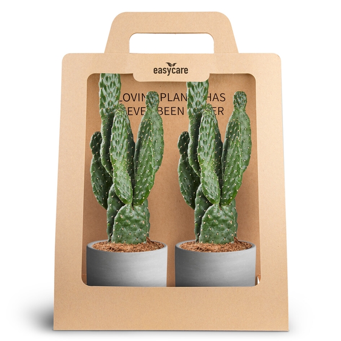 2-Pack Leaf Tange, Beaucarnea