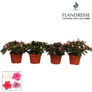 Azalea Flandresse® 'gemengd' 17+ cm