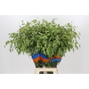 Chasmanthium Green